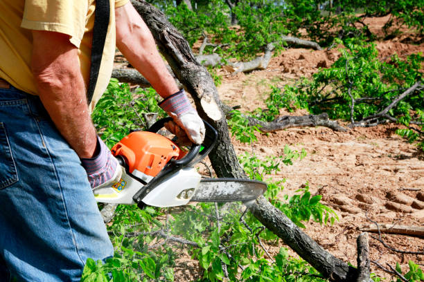 Best Emergency Storm Tree Removal  in Camp Barrett, VA